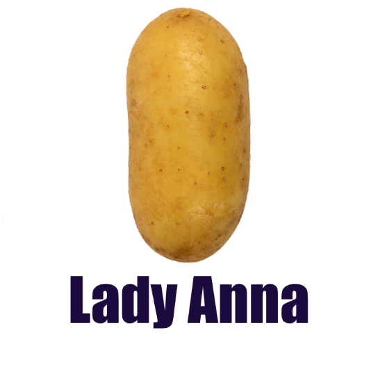 Πατατόσπορος Lady Anna